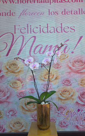 Articulo 7762